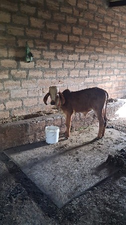 ગાય