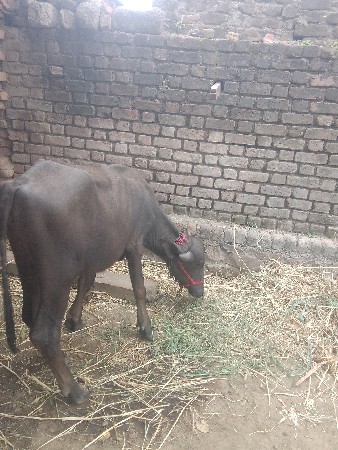 પાડી વેચવા ની છે