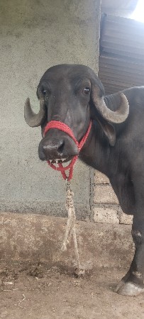 જાફરાબાદી ભેંસ