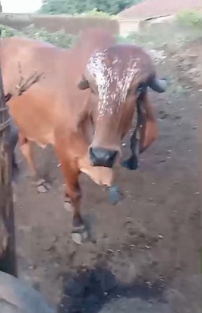gir gay chhe