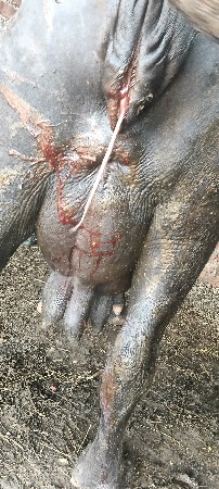 ભેંસ વેચવાની છે સાટા પણ કરશું