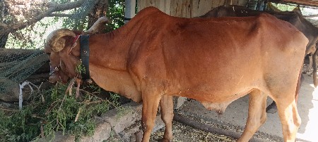 ફુલ જવાબદારી થી આપવાનો છે