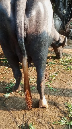 ભેંશ વેચવાની છે બીજું વેતર વીયાસે