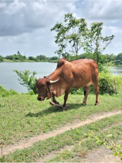 ગાય વેચવાની છે