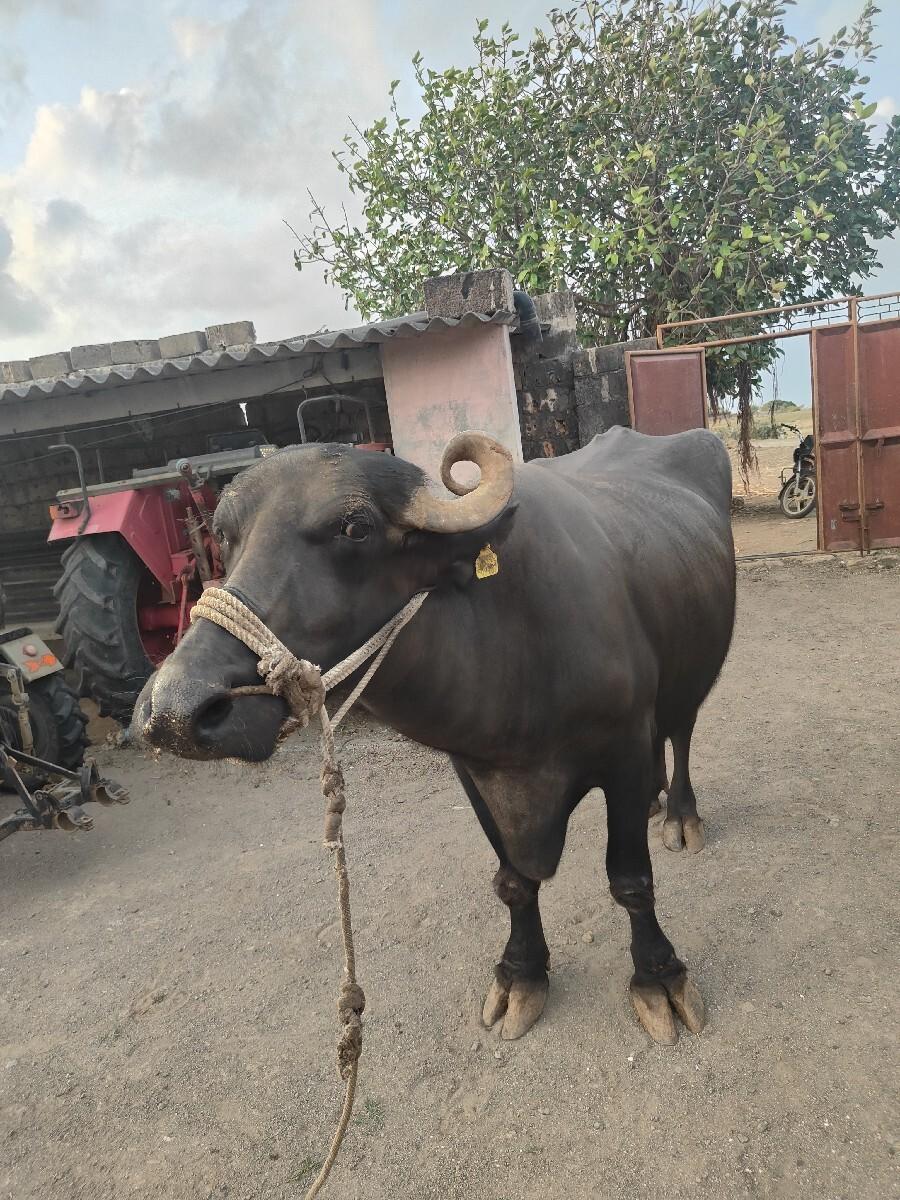 ભેંસ વેચવા ની છે