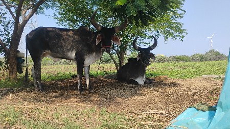 બળદ દેવના સે
