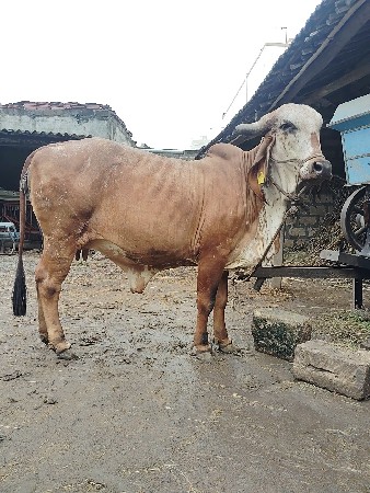 ગાય વહેણાની છે