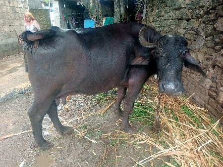 5 લીટર દૂધ