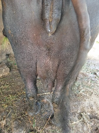 ભેંસ વેચવાની છે