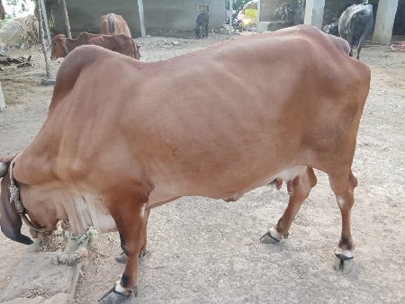 ગાય વેચવાની છે