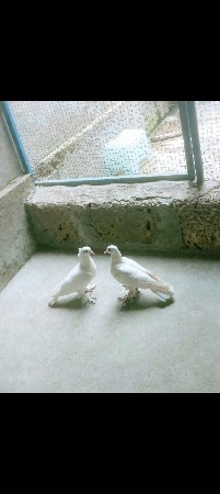 જોડી વેચવાની છે