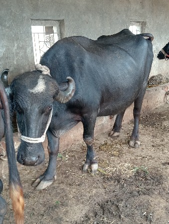 ભેંસ વેચવાની છે