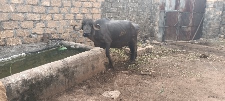 ભેશ વેસવાનિ છે વયાણેલ
