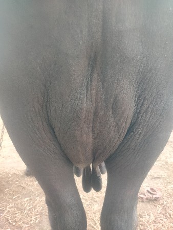 વિઆણેલ