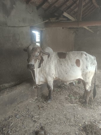 લીલડી ગાય