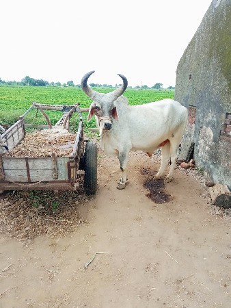 બળદ વેચવાના છે.