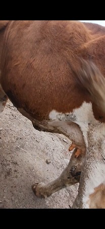 ત્રીજું વેતનાં છે દસ દિવસની કાચી છ