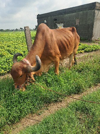 desi balad 3thar na che