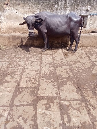 3 જુ વેતર ભેંસ વેચવાની છે