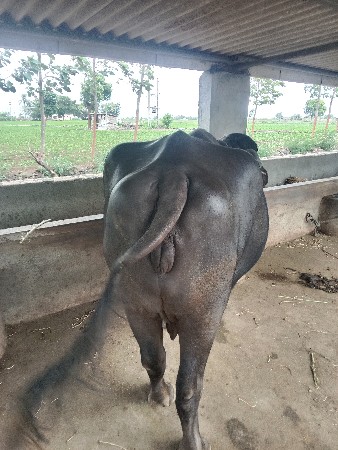 3 વેતર વ્યાસે