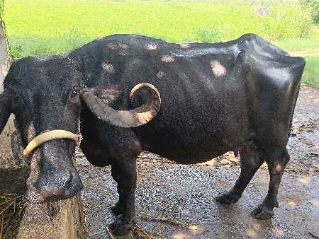 ભેંસ વહેશવાની
