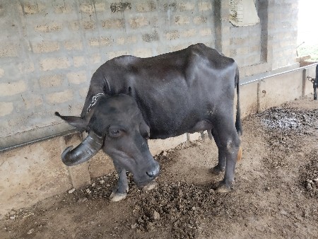 ભેંસ વેચવાની છે