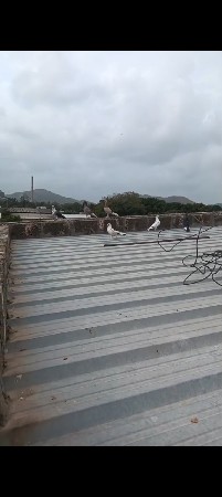 કબુતર વેચવાના છે નંગા 8