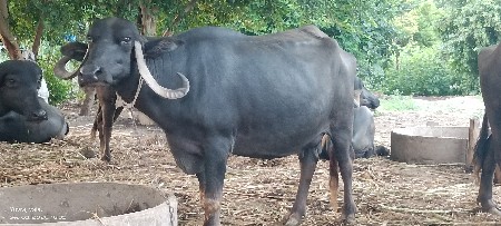ભેંસ વેચવાની છે