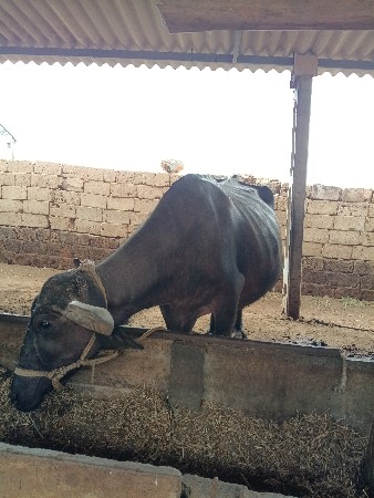 આ ભેંસ વેચવાની છે