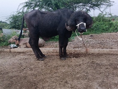 પાડો વેચવાનો છે