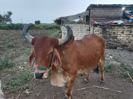 બળદ વેચવાના છે