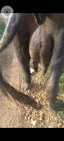 ભેંસ વેચવાની છે