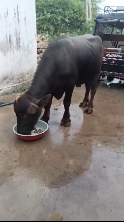 kanjibhai