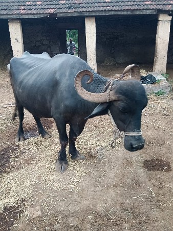 ભેસ  વેસવાની સે 3જુ વેતર