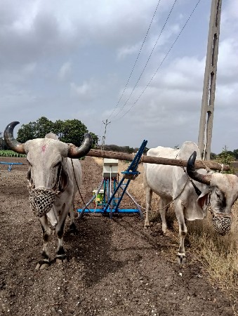 બળદ