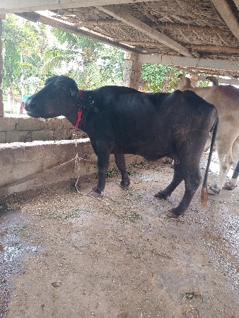 પેલુ વેતર ખડેલી વેચવાની છે