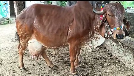 કાબરી ગીર ગયા વેચવાની છે