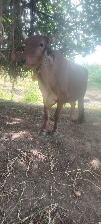 આ ગાય વેચવાની છે