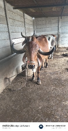 ગીર ગાય