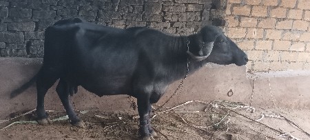 ખડેય વેસવાનિ છે