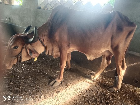 વેસવાનીસે દેસીગાય