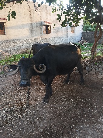 ભેંશ વેચવાની છે