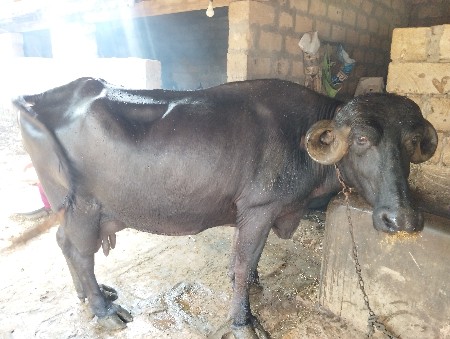 3 વેતર છે