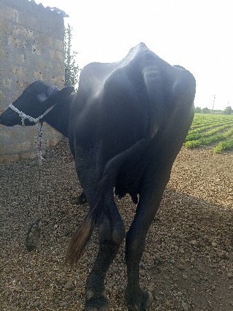 બે ભેસ વેચવાની છે