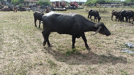 ભેશના સાટા કરવાના છે