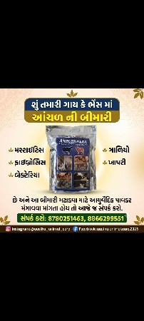ગાય ભેંસ માં આંચળ ની બીમારી