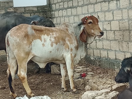 વાછડી વેચવાની છે