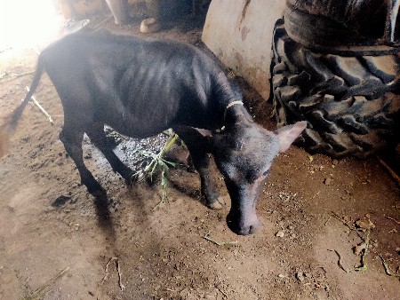 પાડી