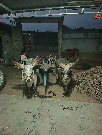 ગાડે હાલેસે