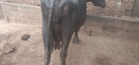 આ ભેંશ વેચવાની છે